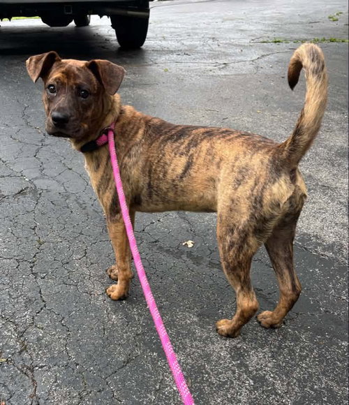 Tiggy, a dog for adoption from Sadie's Safe Harbor Canine Rescue