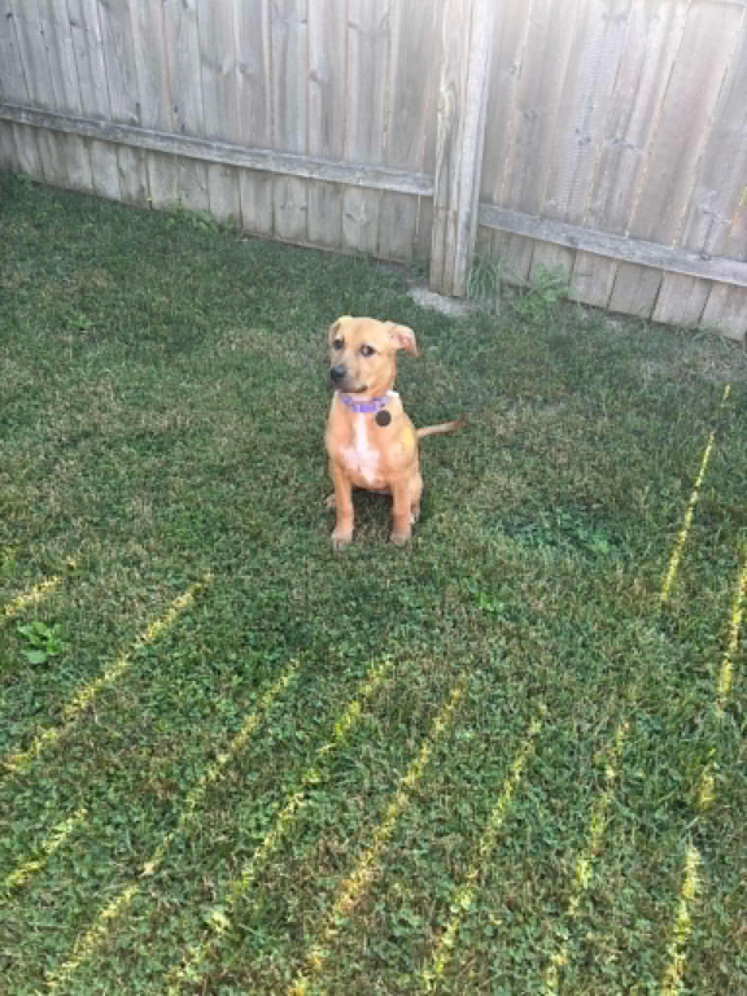 Layla, photo 2
