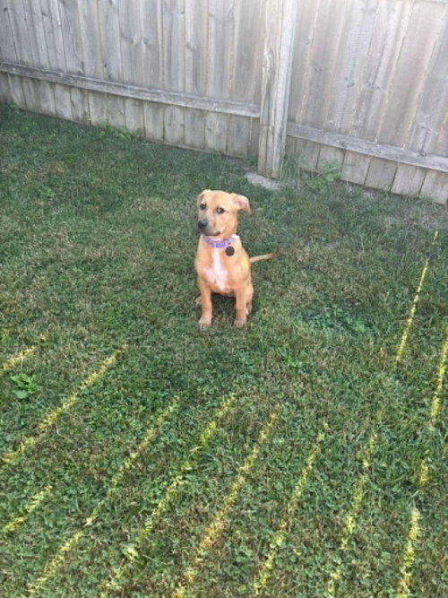 Photo 2 of Layla