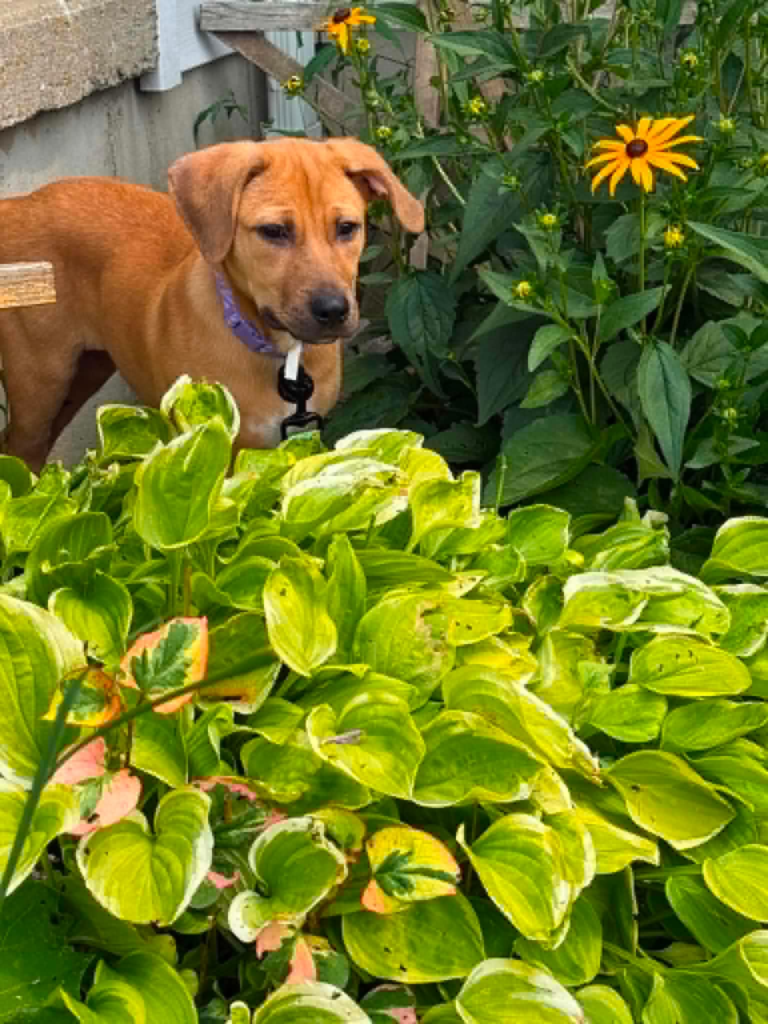Layla, photo 3