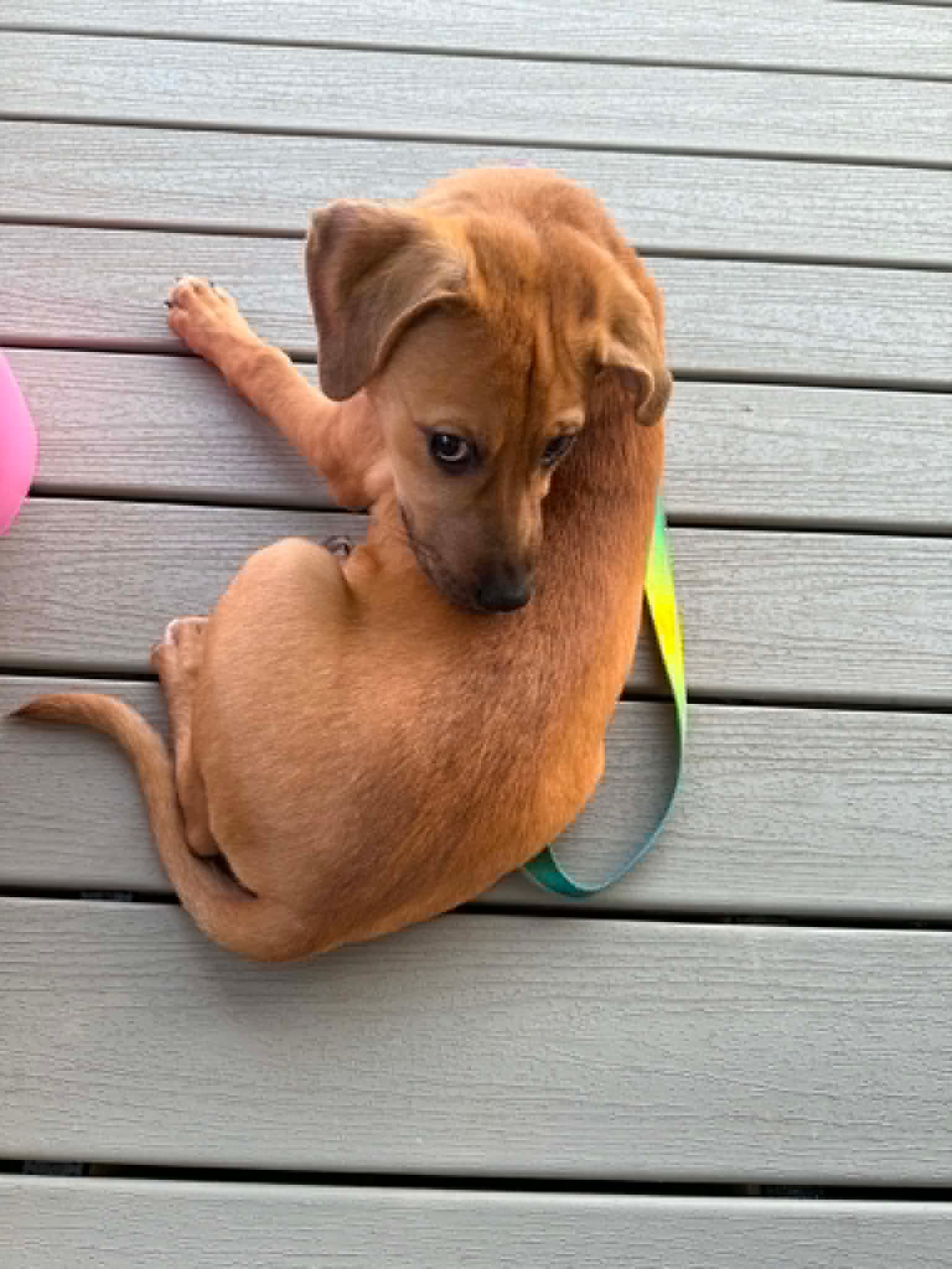 Layla, photo 4