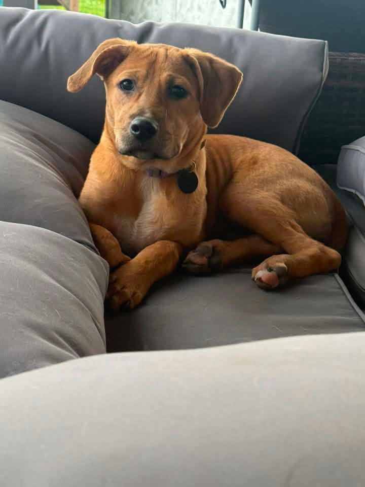 Layla, dog