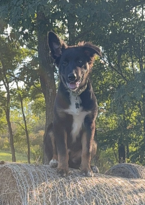 Topo, a dog for adoption from Sadie's Safe Harbor Canine Rescue
