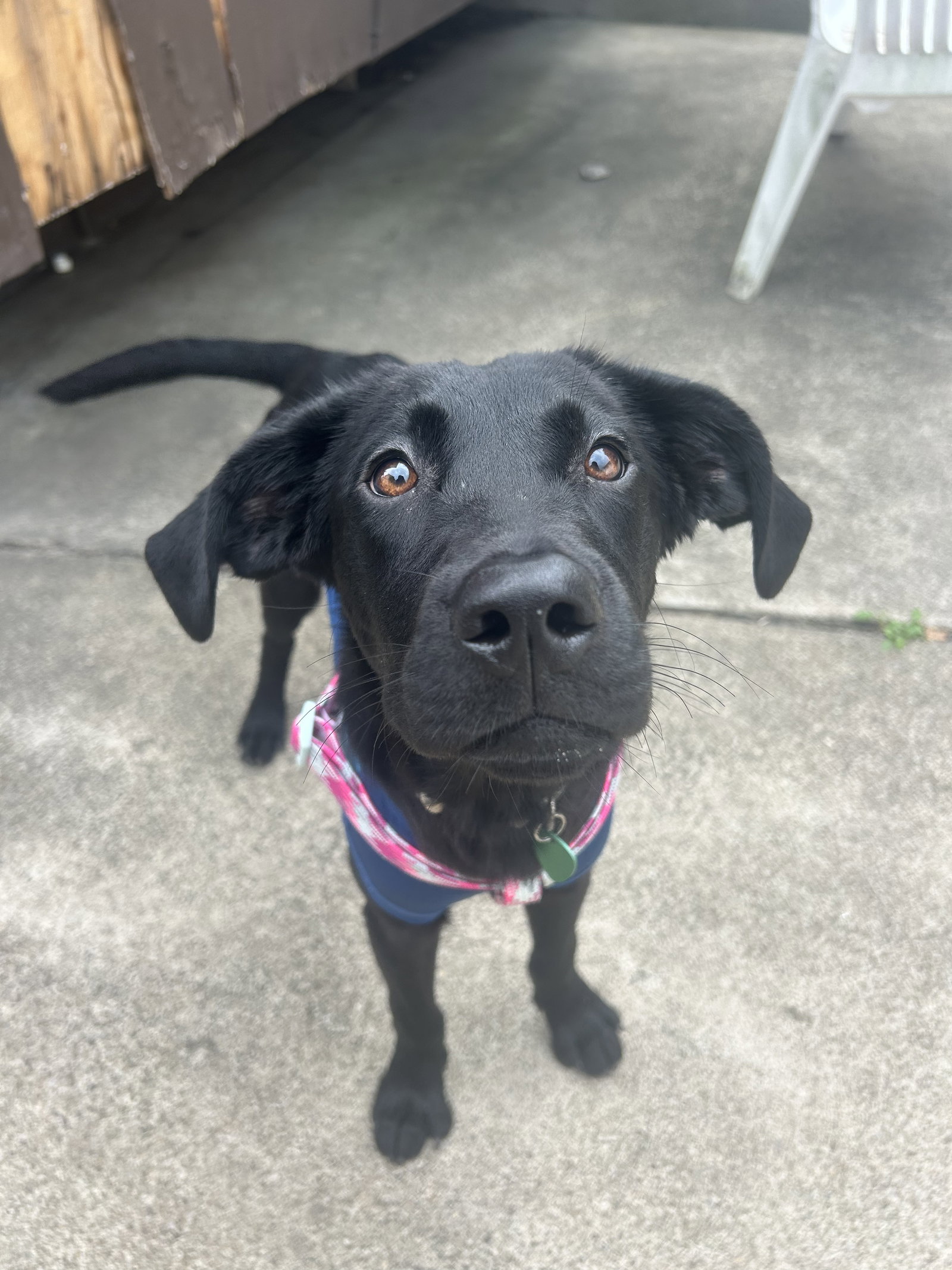 Meadow, Black Labrador Retriever