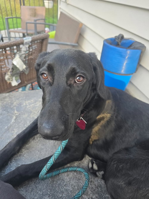 Francine, a dog for adoption from Sadie's Safe Harbor Canine Rescue
