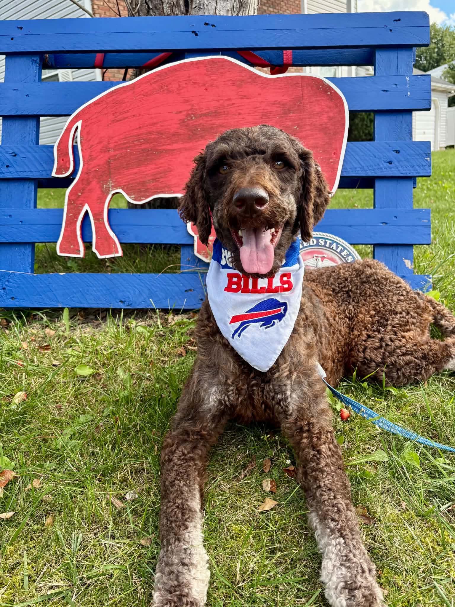Beau, Poodle (Standard)