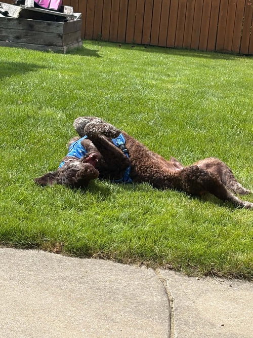 Photo 3 of Beau