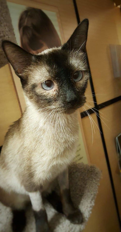 Izarra ,A Chocolate Siamese with sweet crossed eye