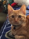 Cheddar