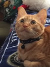 Cheddar