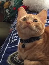 Cheddar