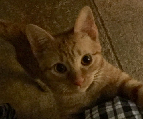 Cheddar