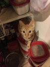 Cheddar