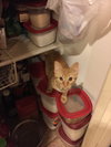 Cheddar