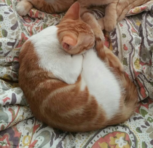 Swirlz