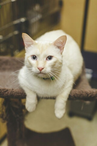 Claiborne Handsome Flame Point!