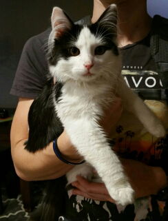 Samson