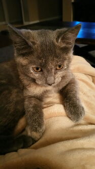 Scout