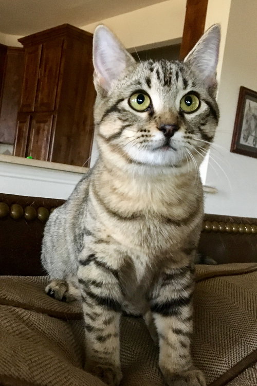 Swayze