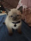 Chloe