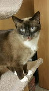 Lawan A Sweet Snowshoe Chocolate Siamese Kitty