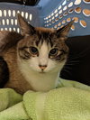 Brenton