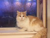Cody