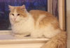 Cody