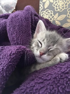 Bella