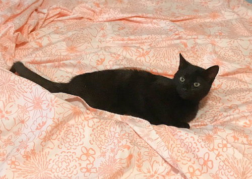 Luna