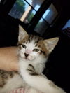 Serafina