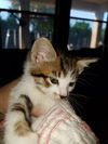 Serafina