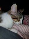 Serafina