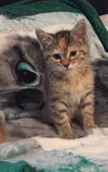 Clementine