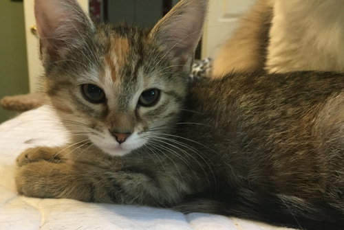 Clementine