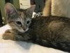 Clementine