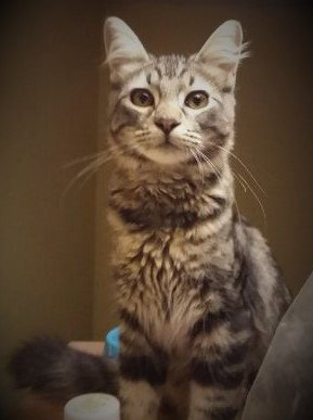 Cocoa