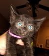 Salem