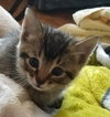 Bosco