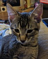 Bosco