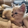 Biscotti