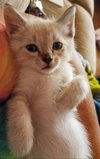 Biscotti
