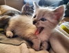 Biscotti