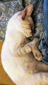 Biscotti