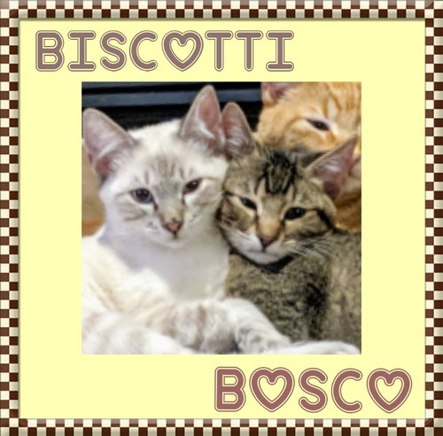 Biscotti