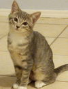 Shasta