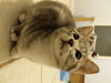 Shasta
