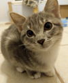 Shasta