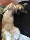 Lola