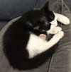 Bertie